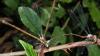 Lestes virens